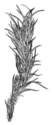 Campylopus pallidus representative growth form, shoot, moist. Drawn from A.J. Fife 9602, CHR 477581.
 Image: R.C. Wagstaff © Landcare Research 2018 